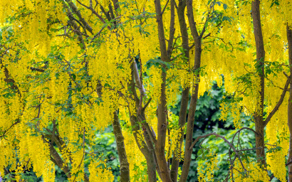 Laburnum anagyroides